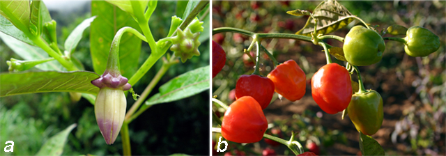 Capsicum-Lycianthes