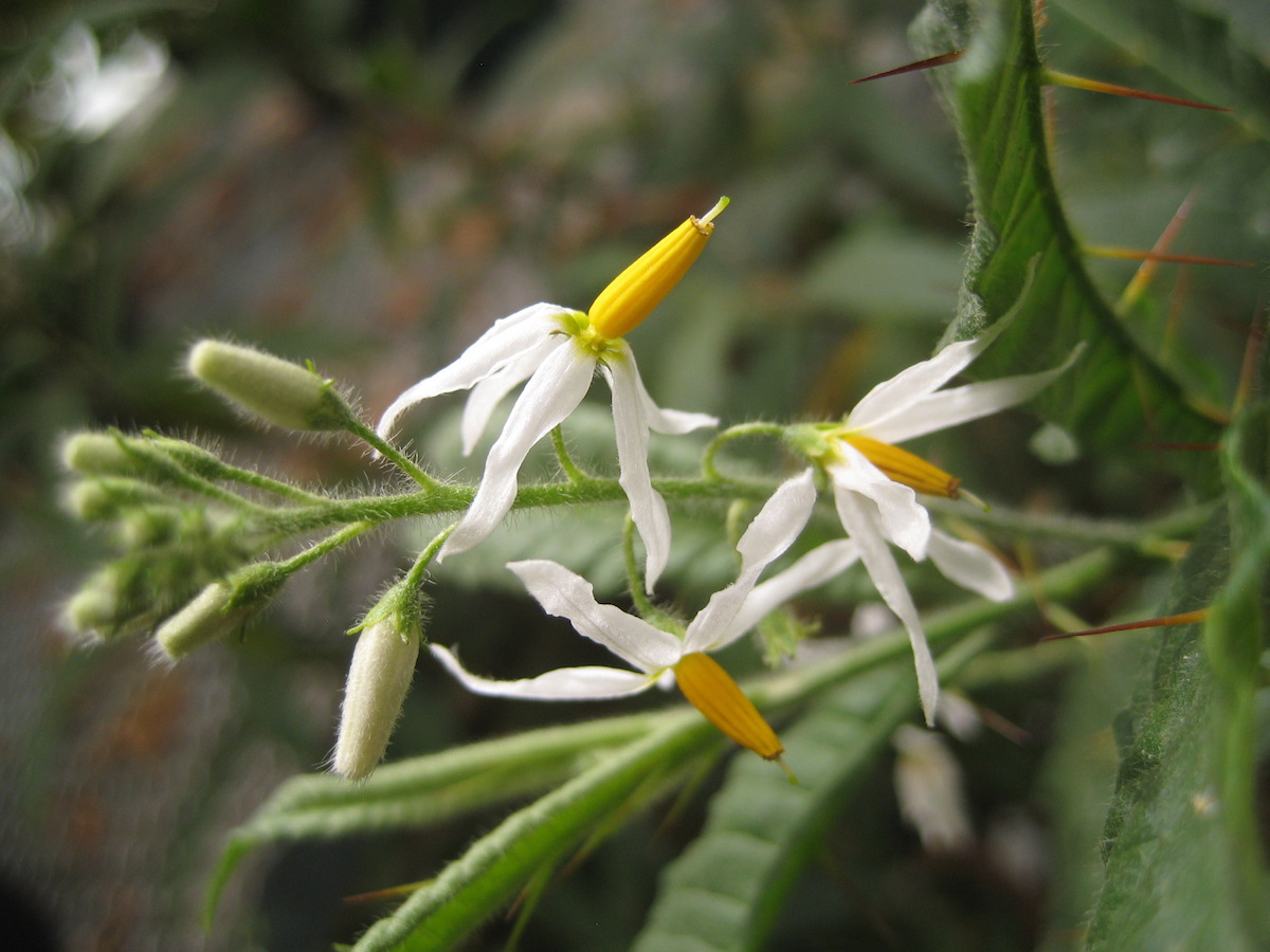 Solanum ensifolium