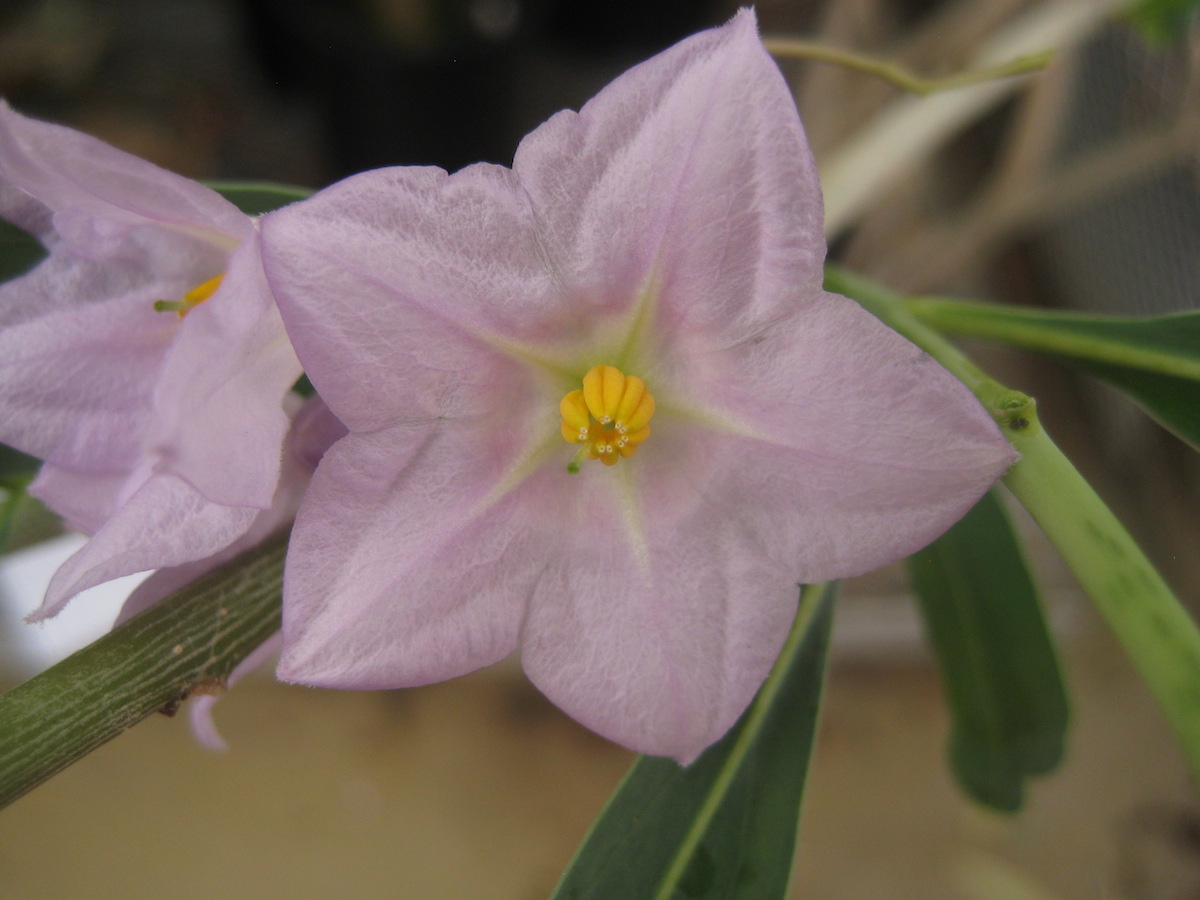 Solanum glaucophyllum