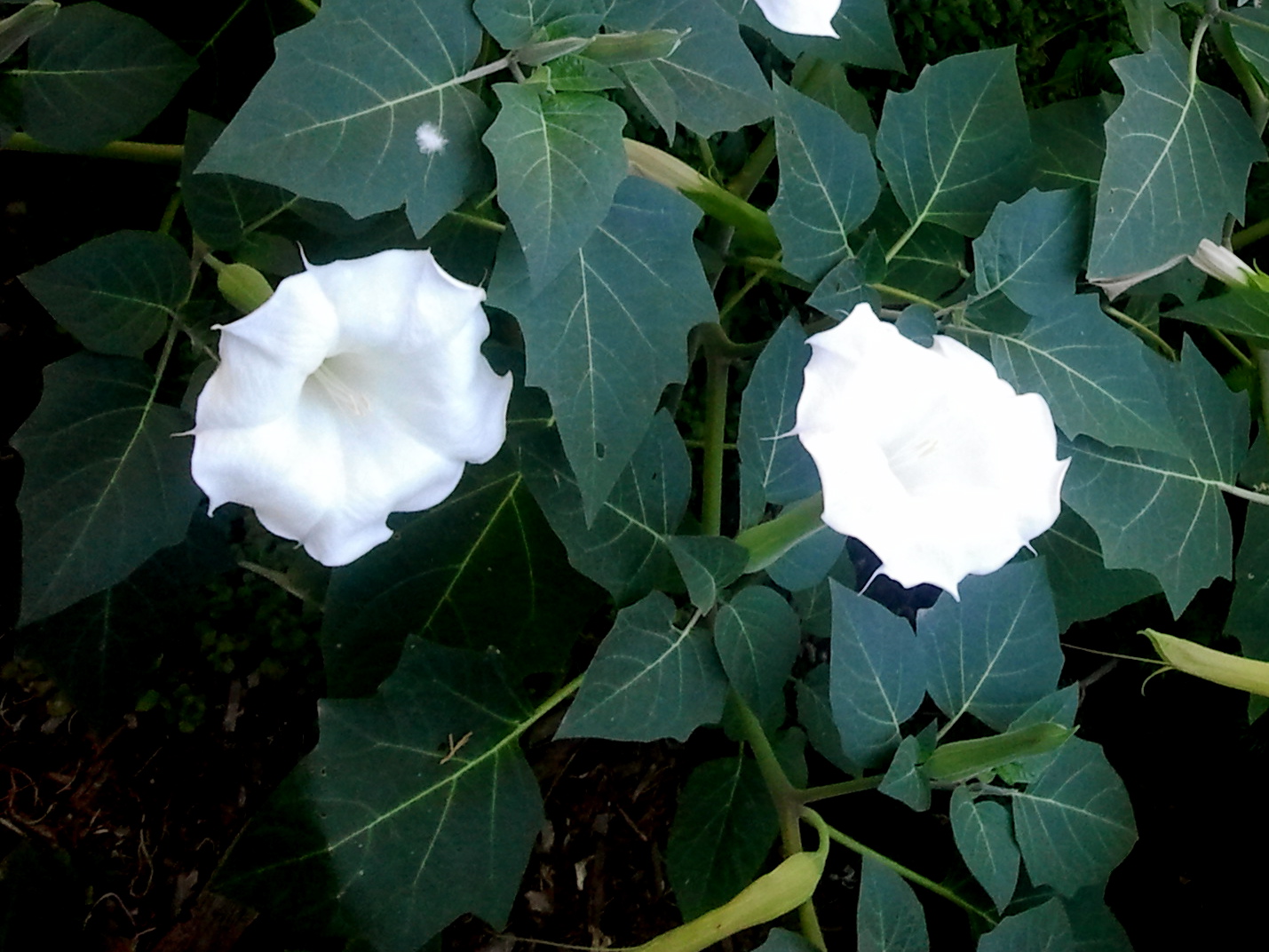 Datura inoxia