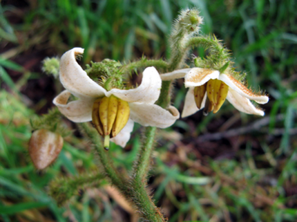 Solanum sect. Erythrotrichum