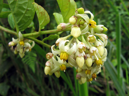 Solanum from Bilsa