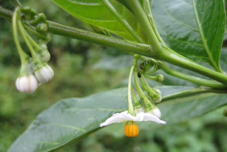 Solanum sect Geminata