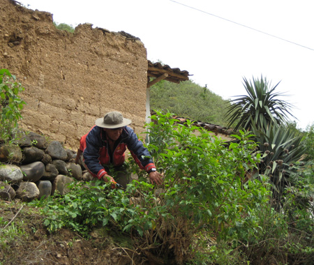 Segundo Leiva