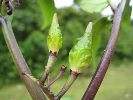 Solanum chamaepolybotryon