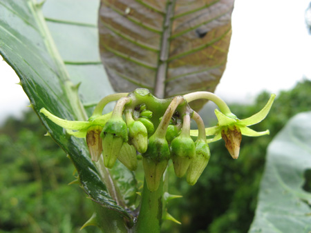 Solanum nemorense