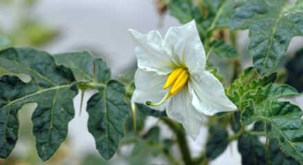 Solanum sisymbrifolium